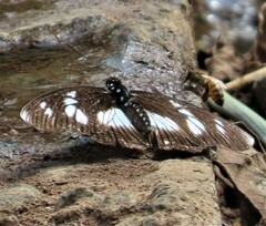 Pseudacraea lucretia