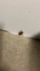 Cyclocephala signaticollis