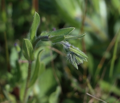 Omphalolappula concava