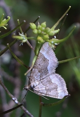 Chrysolarentia cryeropa