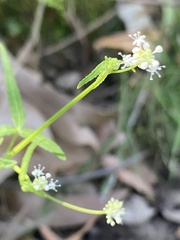 Hydrocotyle geraniifolia