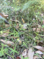 Hydrocotyle geraniifolia