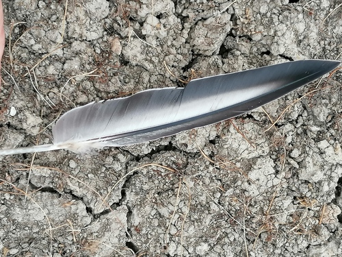 Plume de Ganga cata