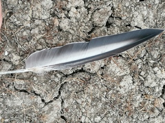 Pterocles alchata
