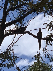 Macropygia phasianella