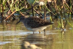 Calidris subminuta