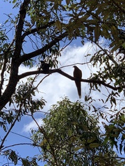 Macropygia phasianella