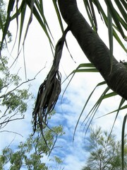 Pandanus spiralis