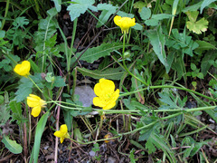 Ranunculus bulbosus