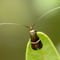 Adela australis