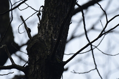 Aegithalos concinnus