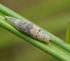 Cystopelta purpurea