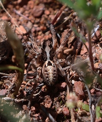 Tasmanicosa ramosa