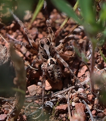 Tasmanicosa ramosa