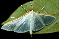 Stemorrhages sericea