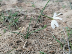 Narcissus deficiens