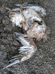 Aves