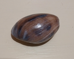 Bulla quoyii