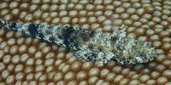 Saurida gracilis