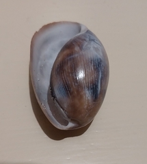 Bulla quoyii