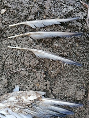 Aves