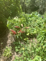Alstroemeria psittacina