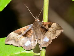 Ischyja