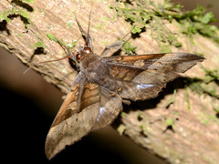 Ischyja