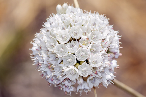 Allium pallens L.