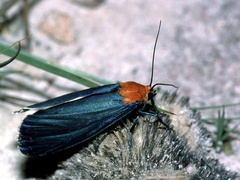 Apistosia judas