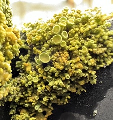 Xanthoria