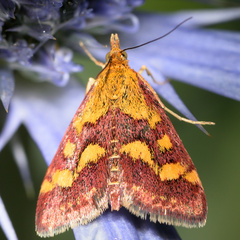 Pyrausta purpuralis