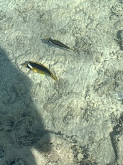 Chaetodon fasciatus