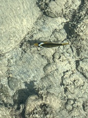 Chaetodon fasciatus