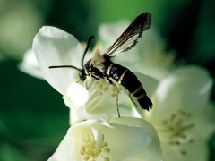 Paranthrene tabaniformis