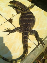 Varanus salvator bivittatus