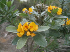 Callistachys lanceolata