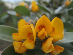 Callistachys lanceolata