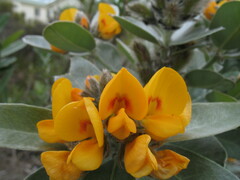 Callistachys lanceolata