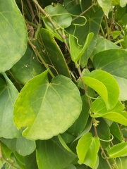 Angiospermae