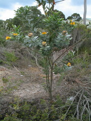 Callistachys lanceolata
