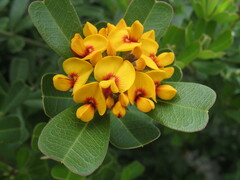 Gastrolobium bilobum