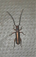 Ossibia fuscata