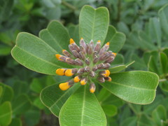 Gastrolobium bilobum