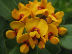 Gastrolobium bilobum