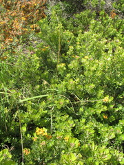 Gastrolobium bilobum