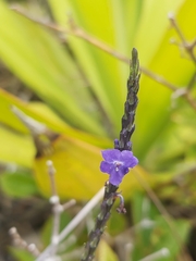 Magnoliopsida