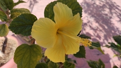 Hibiscus rosa-sinensis