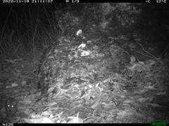 Antechinus flavipes leucogaster