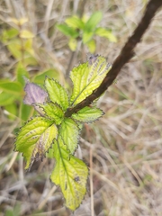 Magnoliopsida